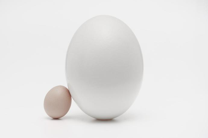 two white eggs